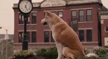 国产人与狗,探寻人类与动物和谐共生的奥秘 第2张 国产人与狗,探寻人类与动物和谐共生的奥秘 第2张