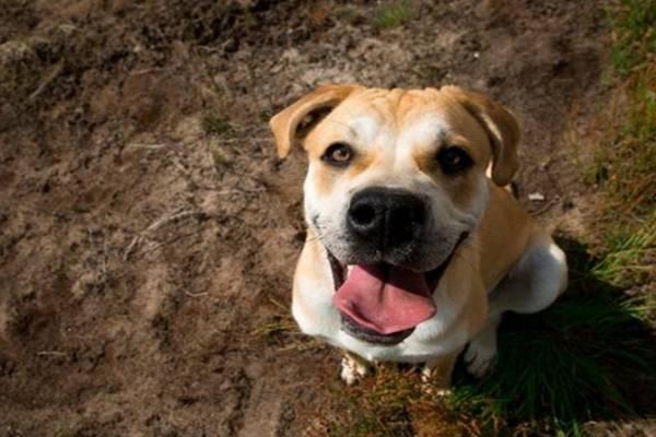 国产人与狗,探寻人类与动物和谐共生的奥秘 第3张 国产人与狗,探寻人类与动物和谐共生的奥秘 第3张